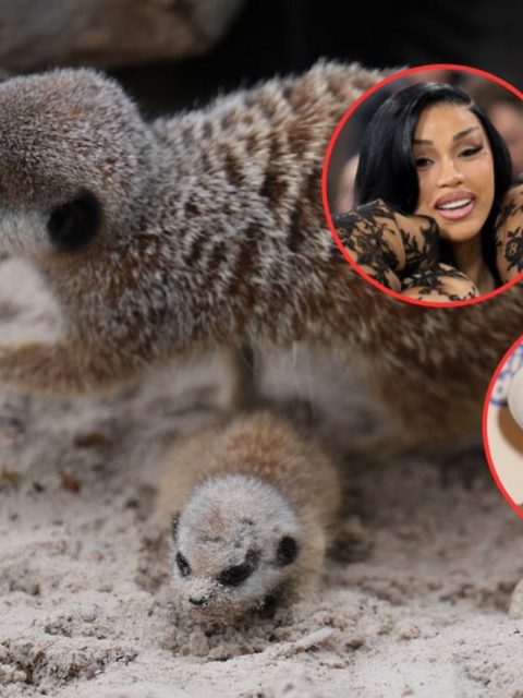 Cardi B and Biggie: Meerkat Couple Welcomes Fifth Litter at Scotland Safari Park