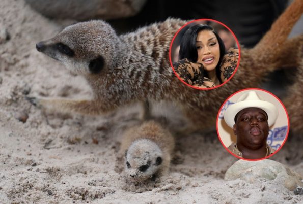 Cardi B and Biggie: Meerkat Couple Welcomes Fifth Litter at Scotland Safari Park